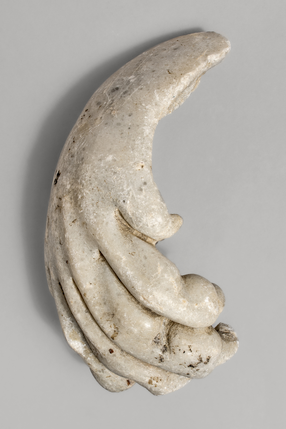 Patte de léonté du cycle d’Hercule