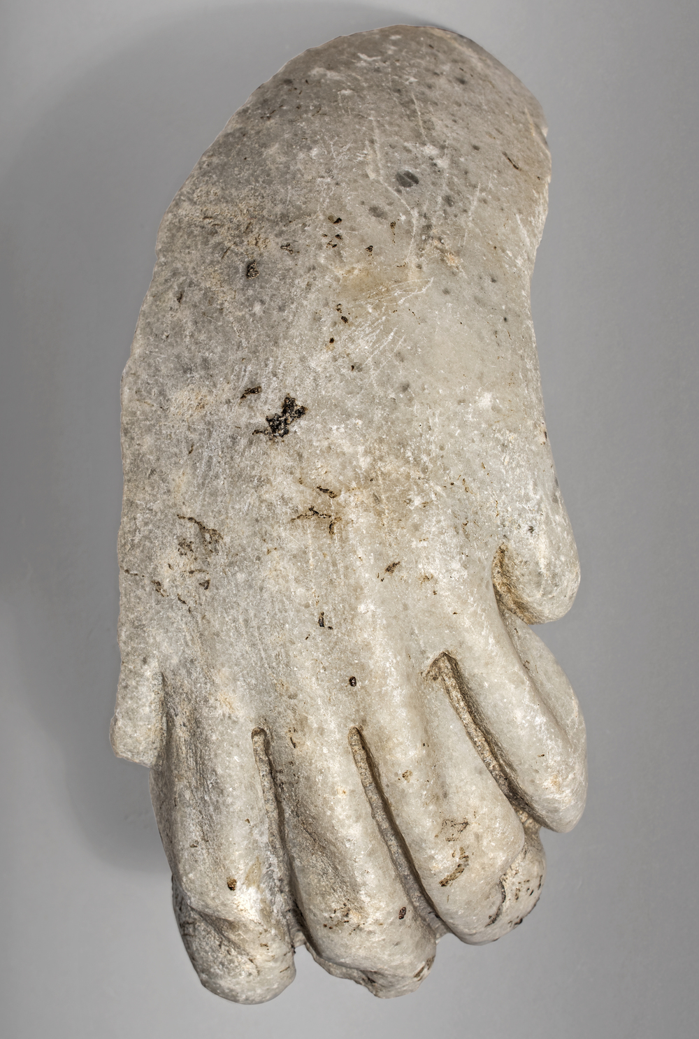 Patte de léonté du cycle d’Hercule