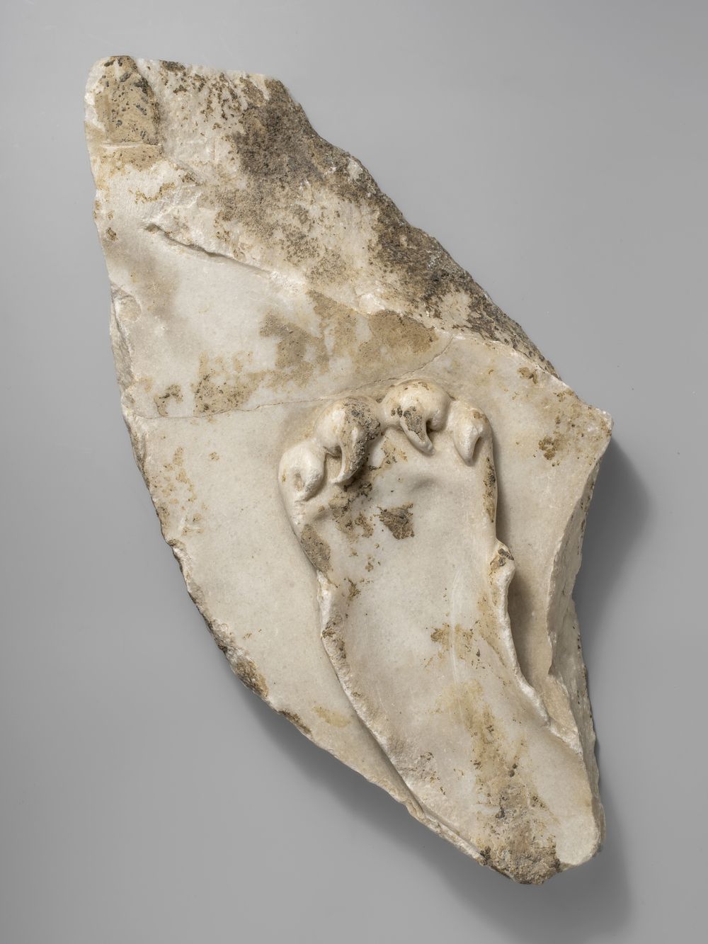 Patte de léonté du cycle d’Hercule