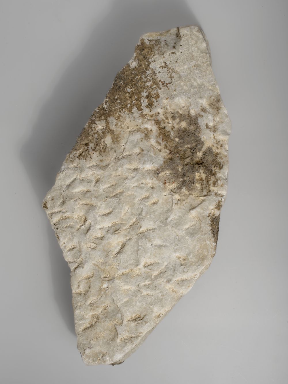 Patte de léonté du cycle d’Hercule