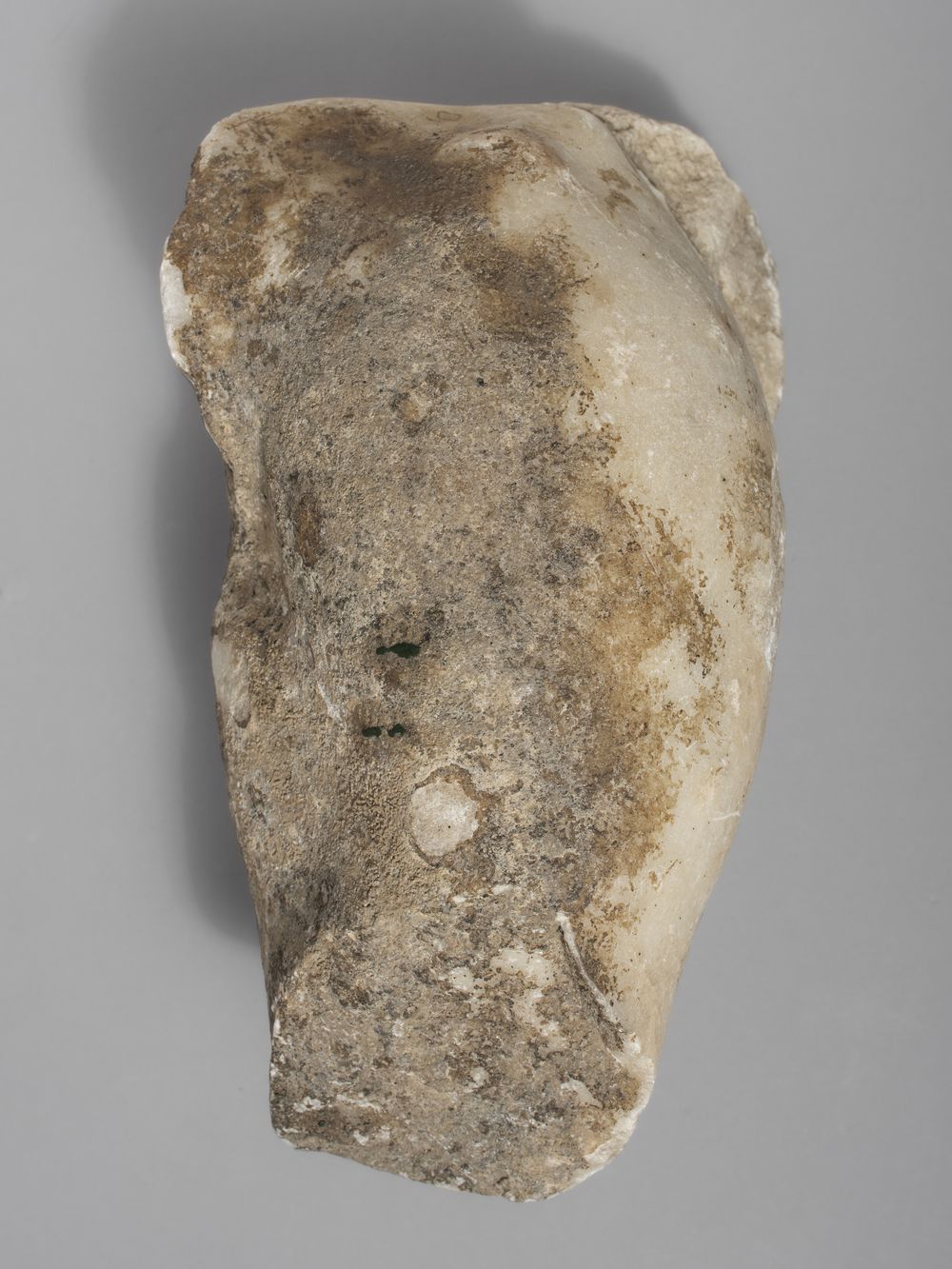 Fragment de patte  du cycle d’Hercule (?)