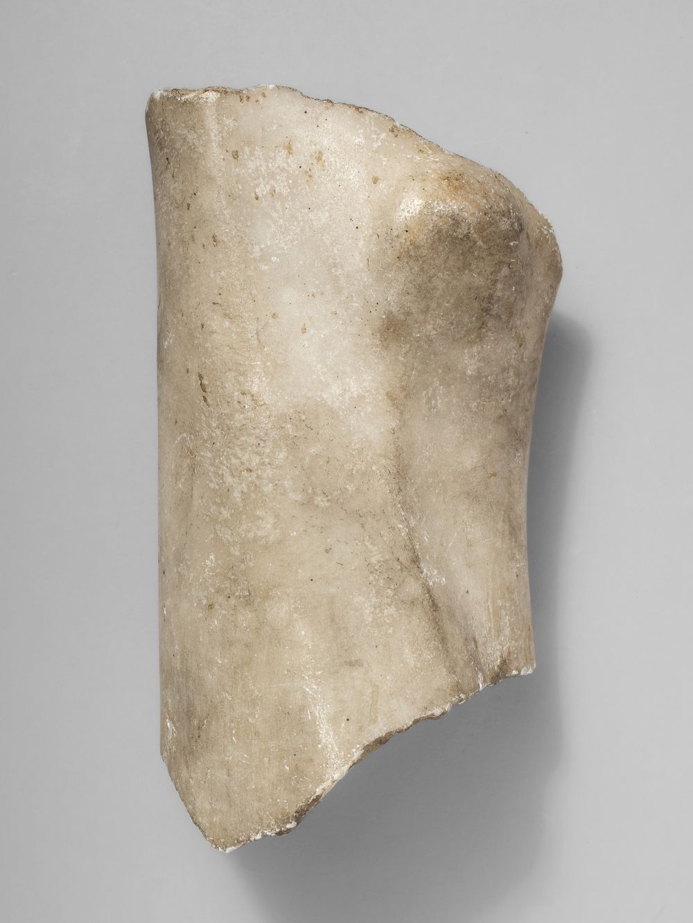 Fragment de patte du cycle d’Hercule (?)