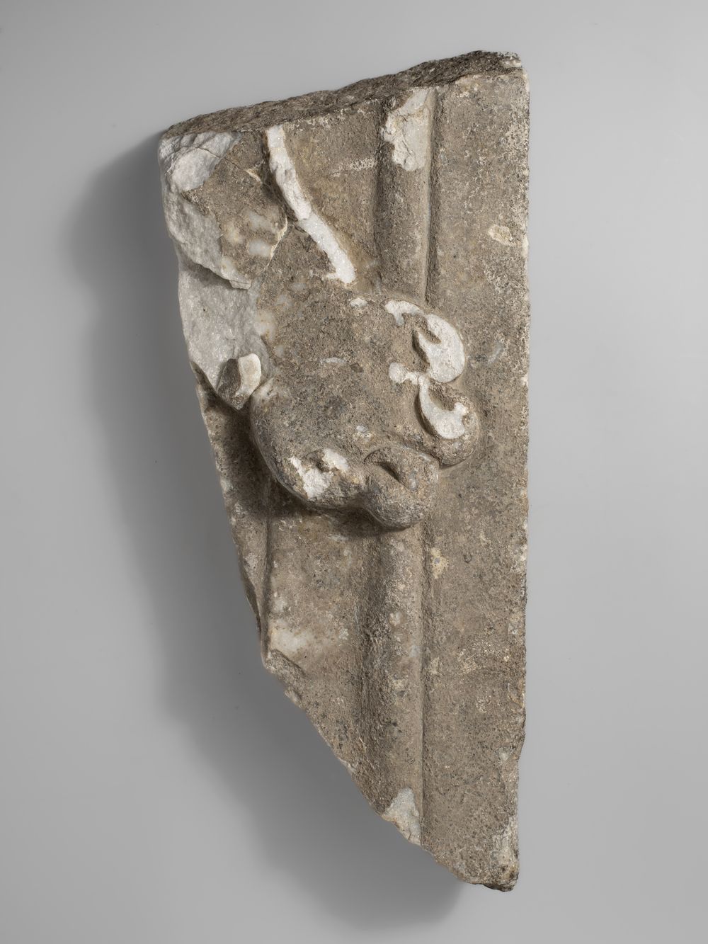 Patte de léonté du cycle d’Hercule