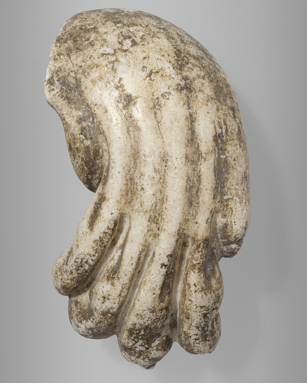 Patte de léonté du cycle d’Hercule