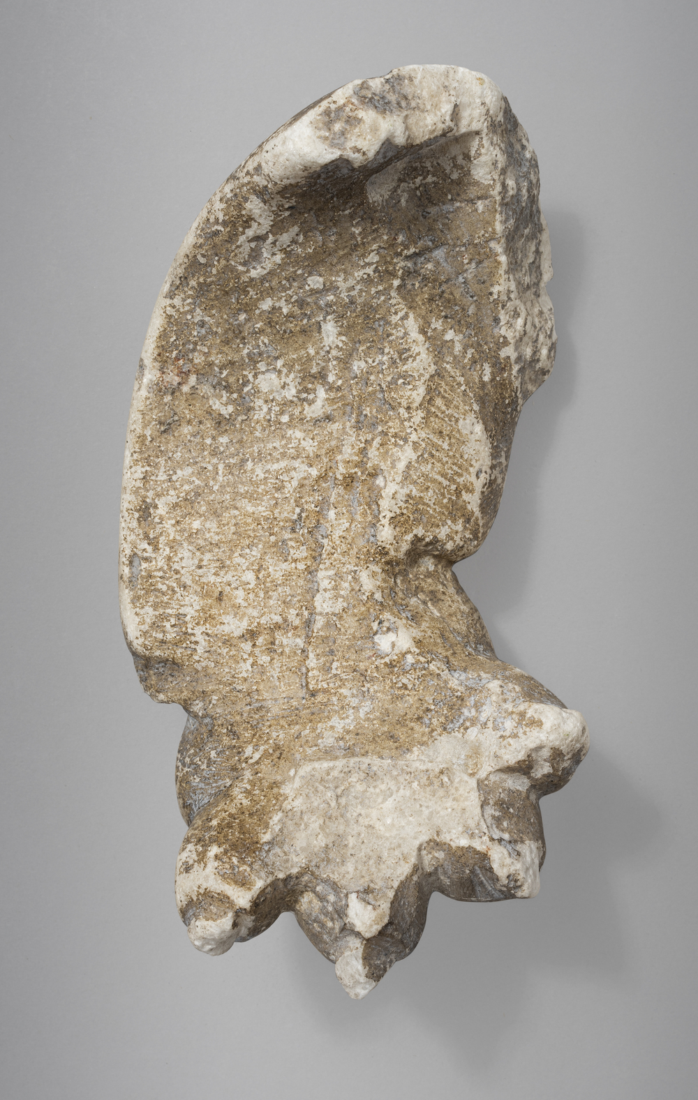 Patte de léonté du cycle d’Hercule