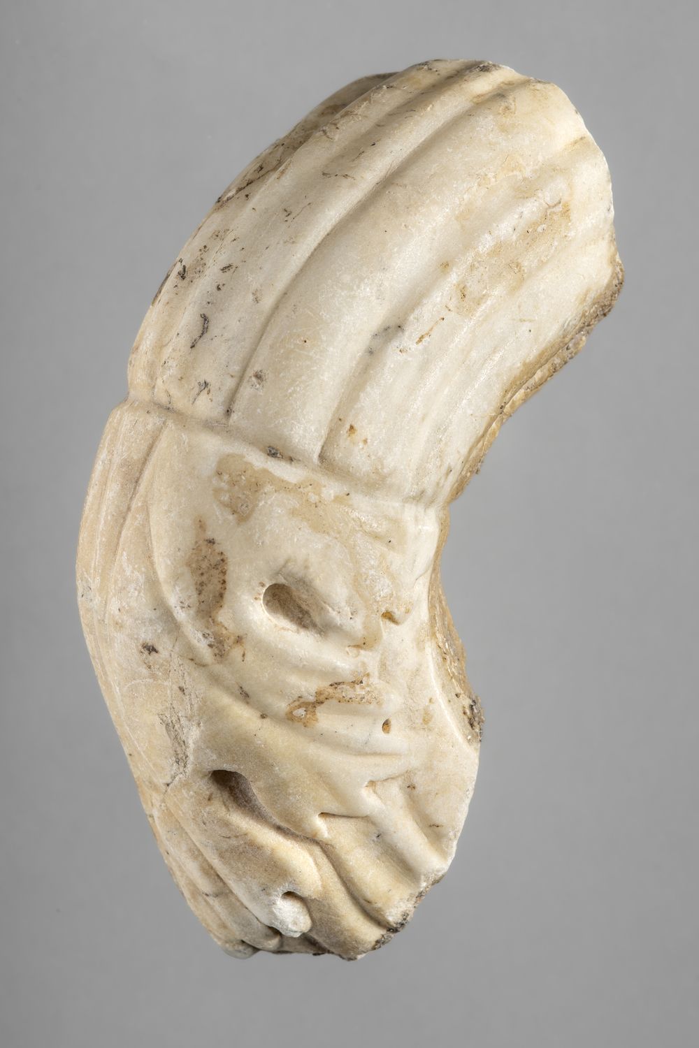 Tige et feuille d’acanthe