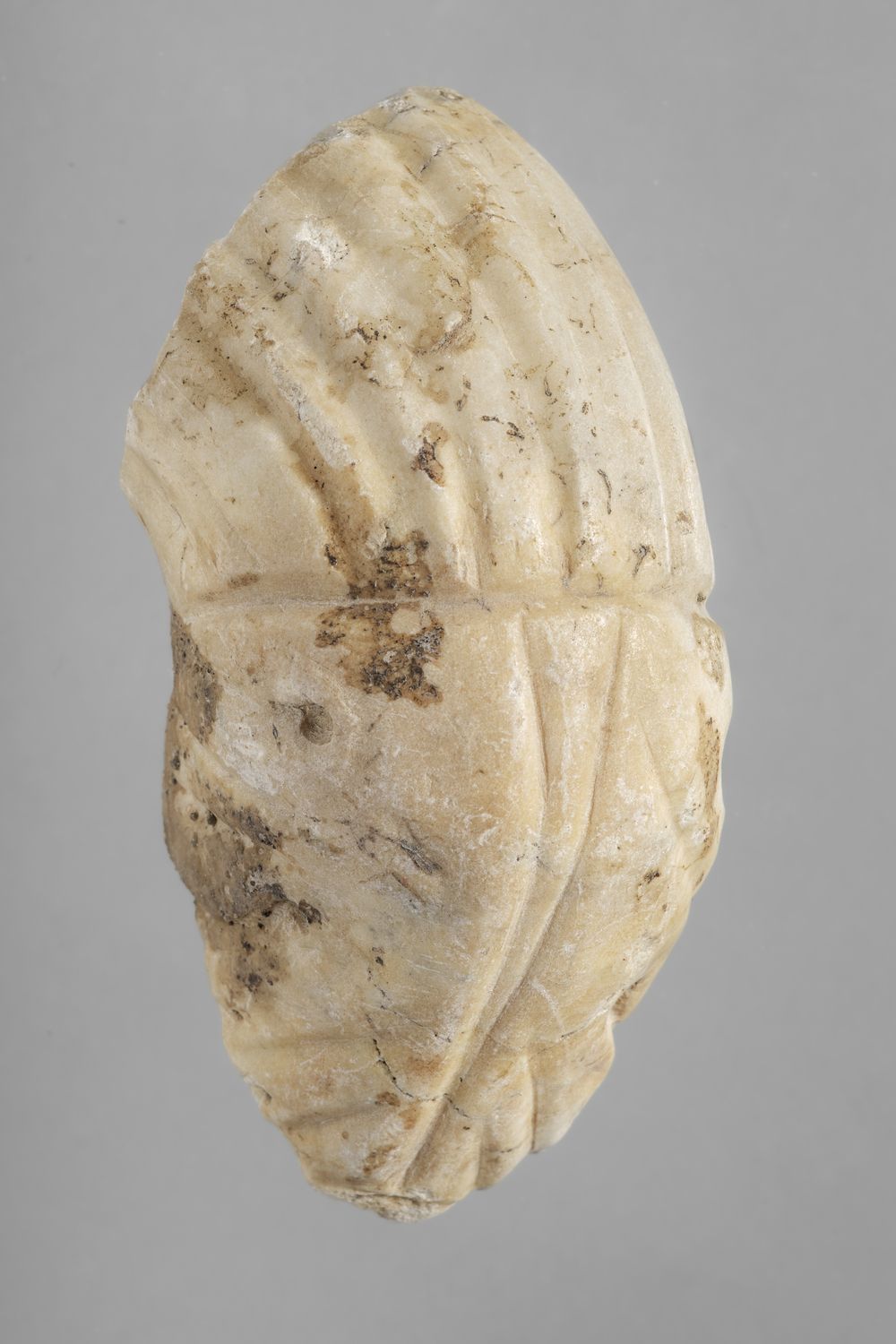 Tige et feuille d’acanthe