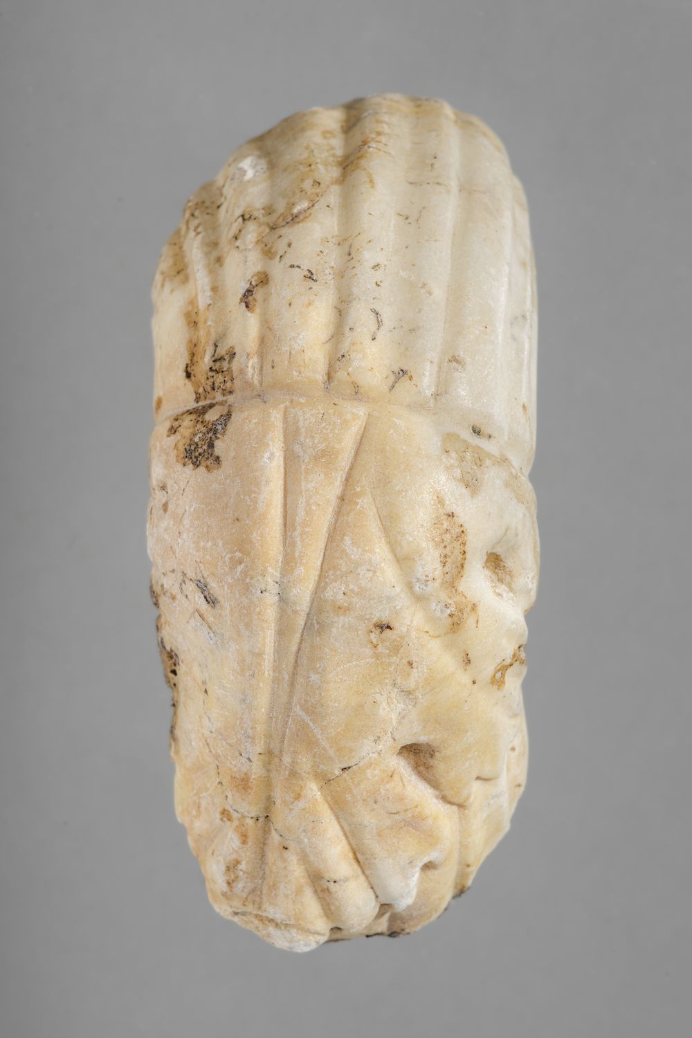 Tige et feuille d’acanthe