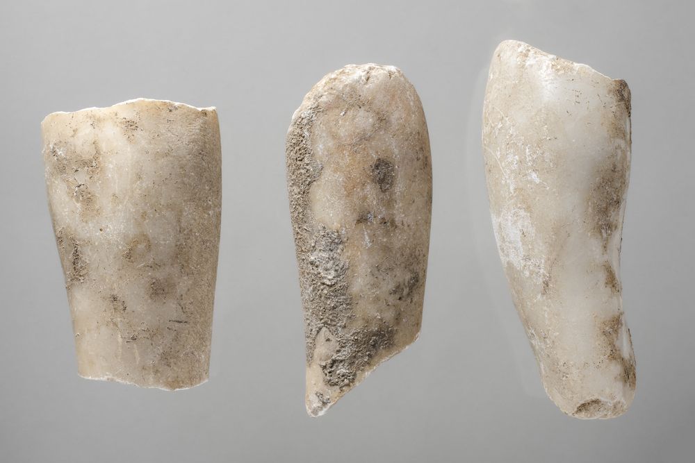 Six fragments de jambe ou de bras