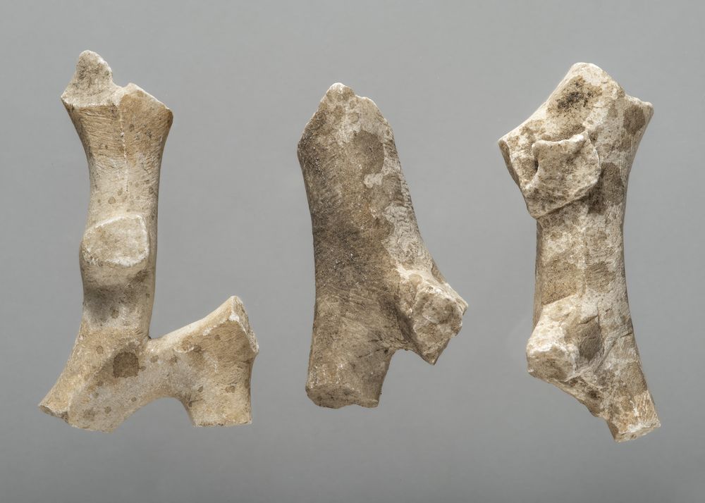 Trois fragments de branches