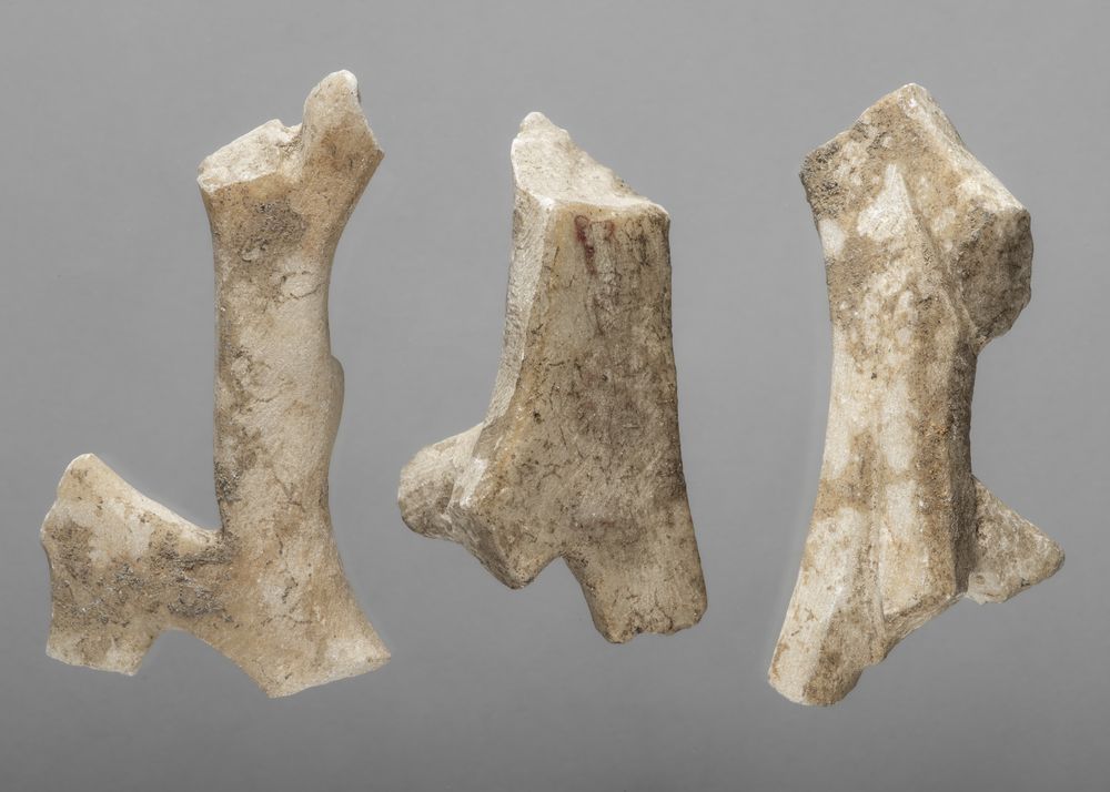 Trois fragments de branches