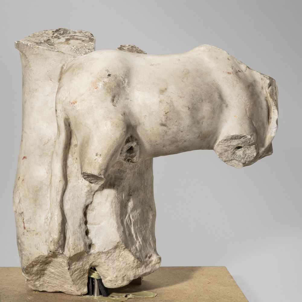 Fragment de taureau contre un arbre