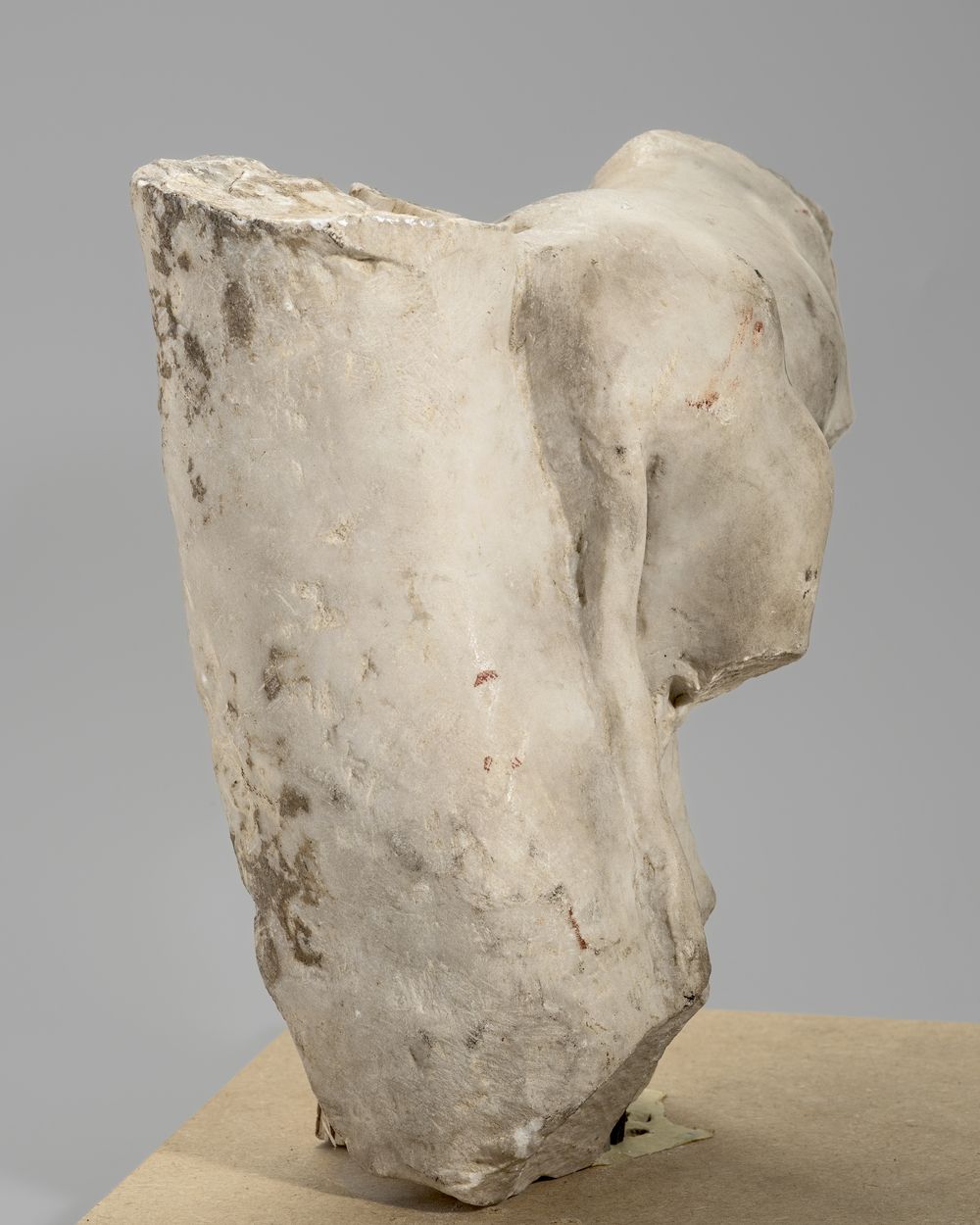 Fragment de taureau contre un arbre