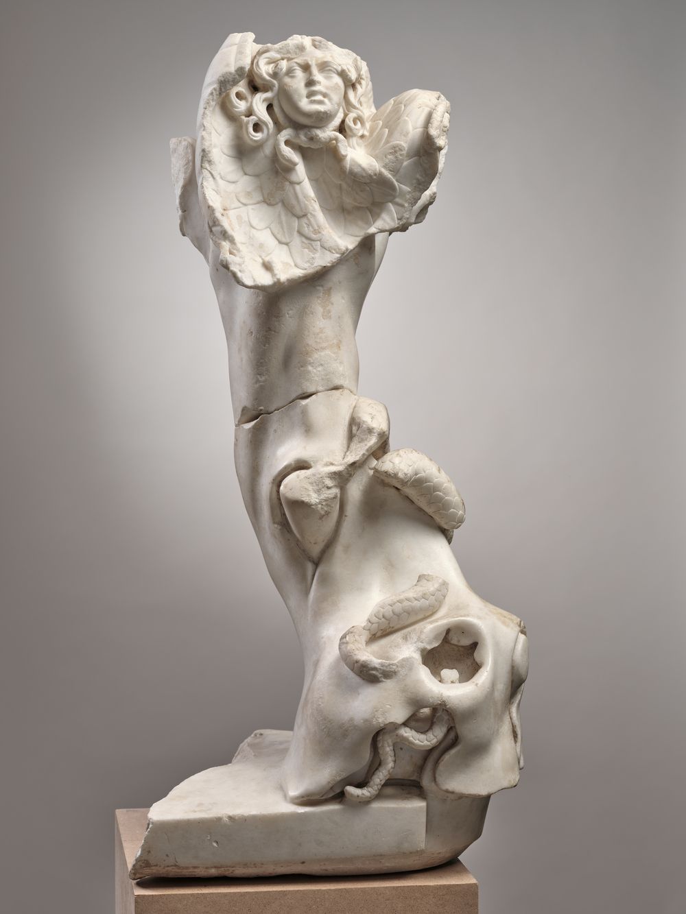 Tronc d’arbre, serpent et égide.