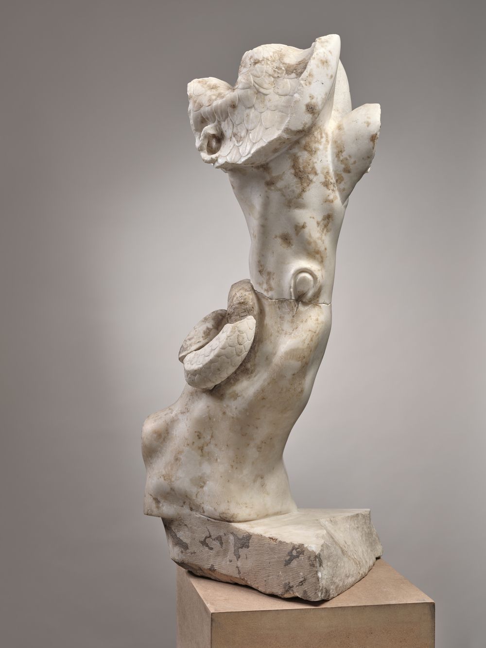 Tronc d’arbre, serpent et égide.