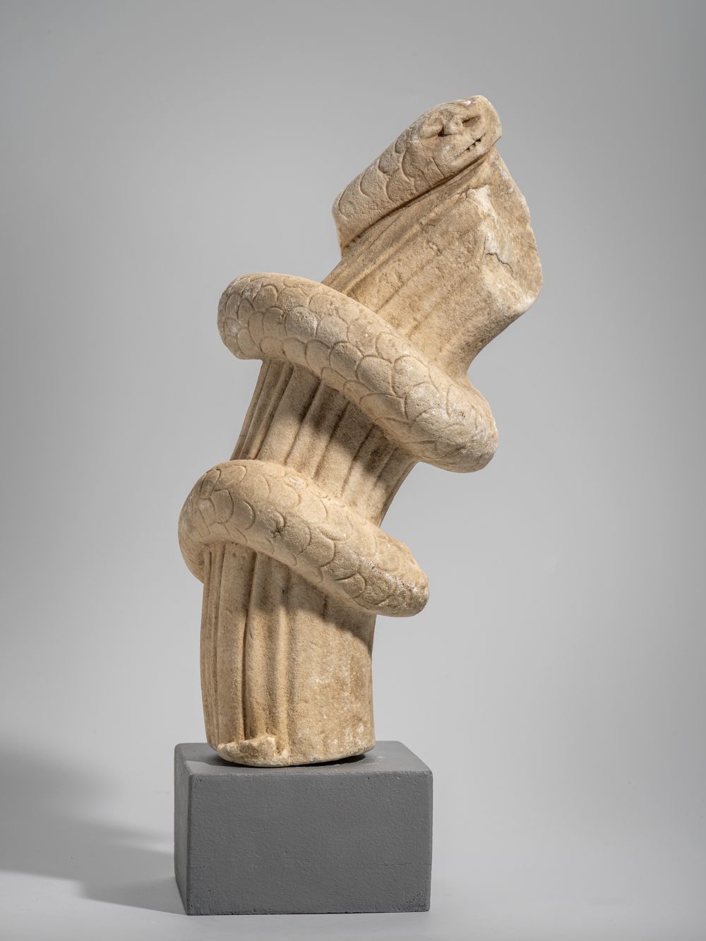 Serpent enroulé autour d’une branche