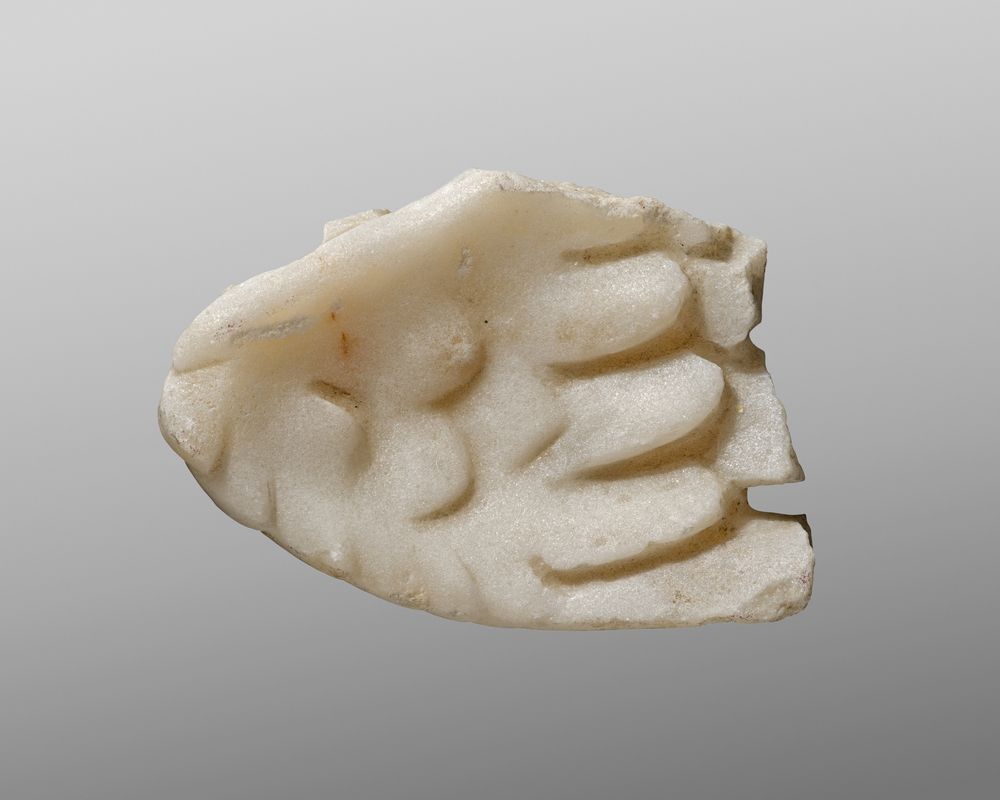 Fragment d’aile